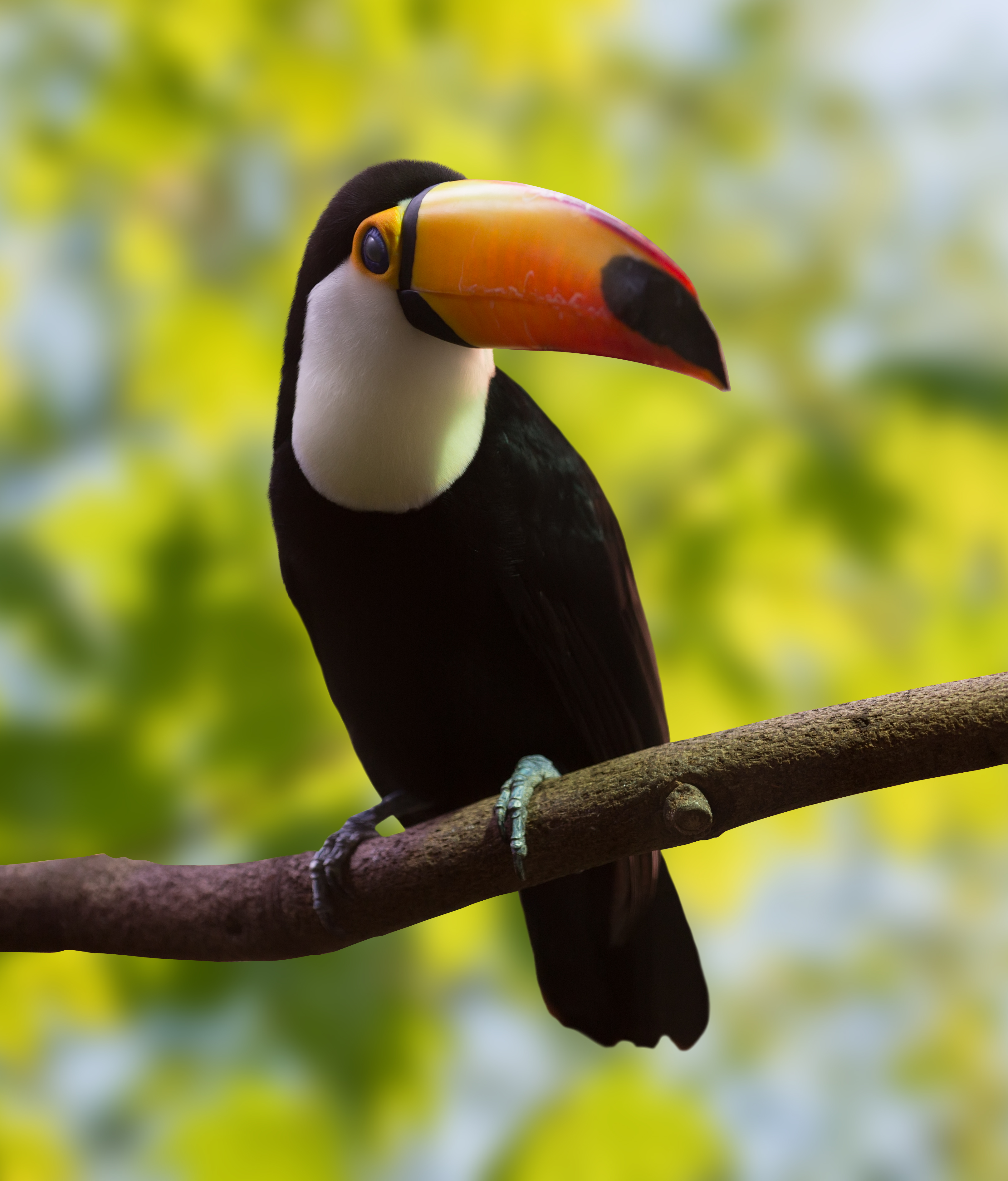 Tucán sobre naturaleza